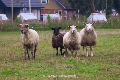 Foto: Grindsted Landbrugsskole