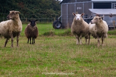 Foto: Grindsted Landbrugsskole