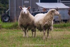 Foto: Grindsted Landbrugsskole