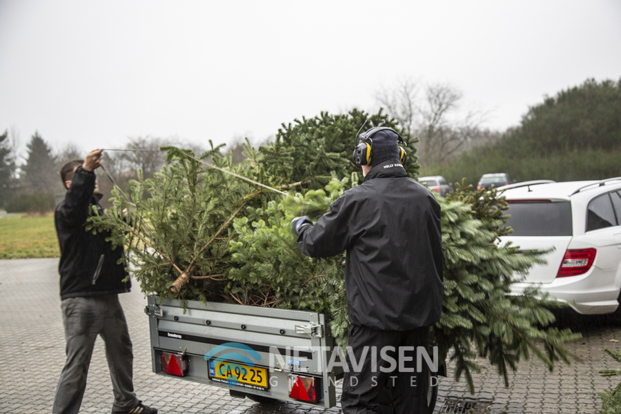 juletræsindsamling