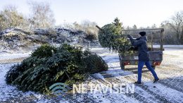 Svømmeklubben Grindsted samlede juletræer ind