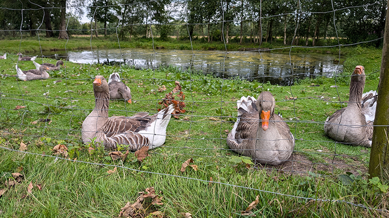 Sommeraktiviteter på Karensminde