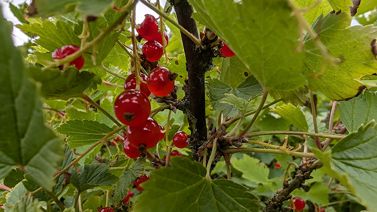 Sommeraktiviteter på Karensminde