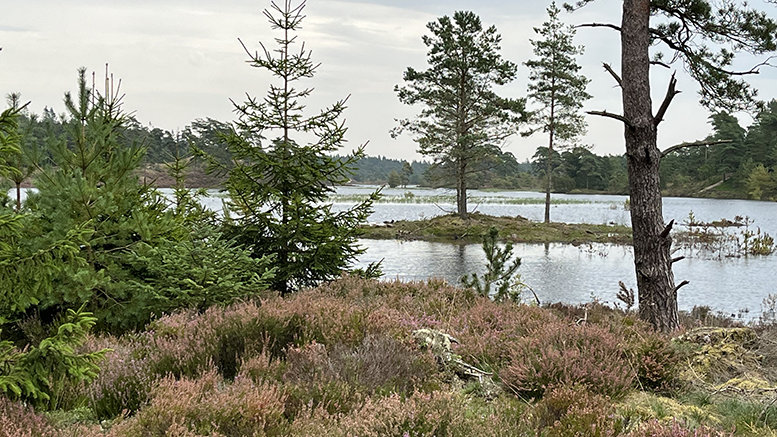 Lærerseniorer på udflugt til Randbøl Hede